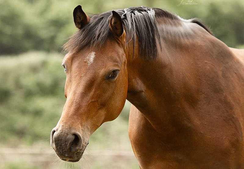 Stute Karmen von Casall